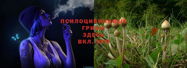 apvp Белокуриха